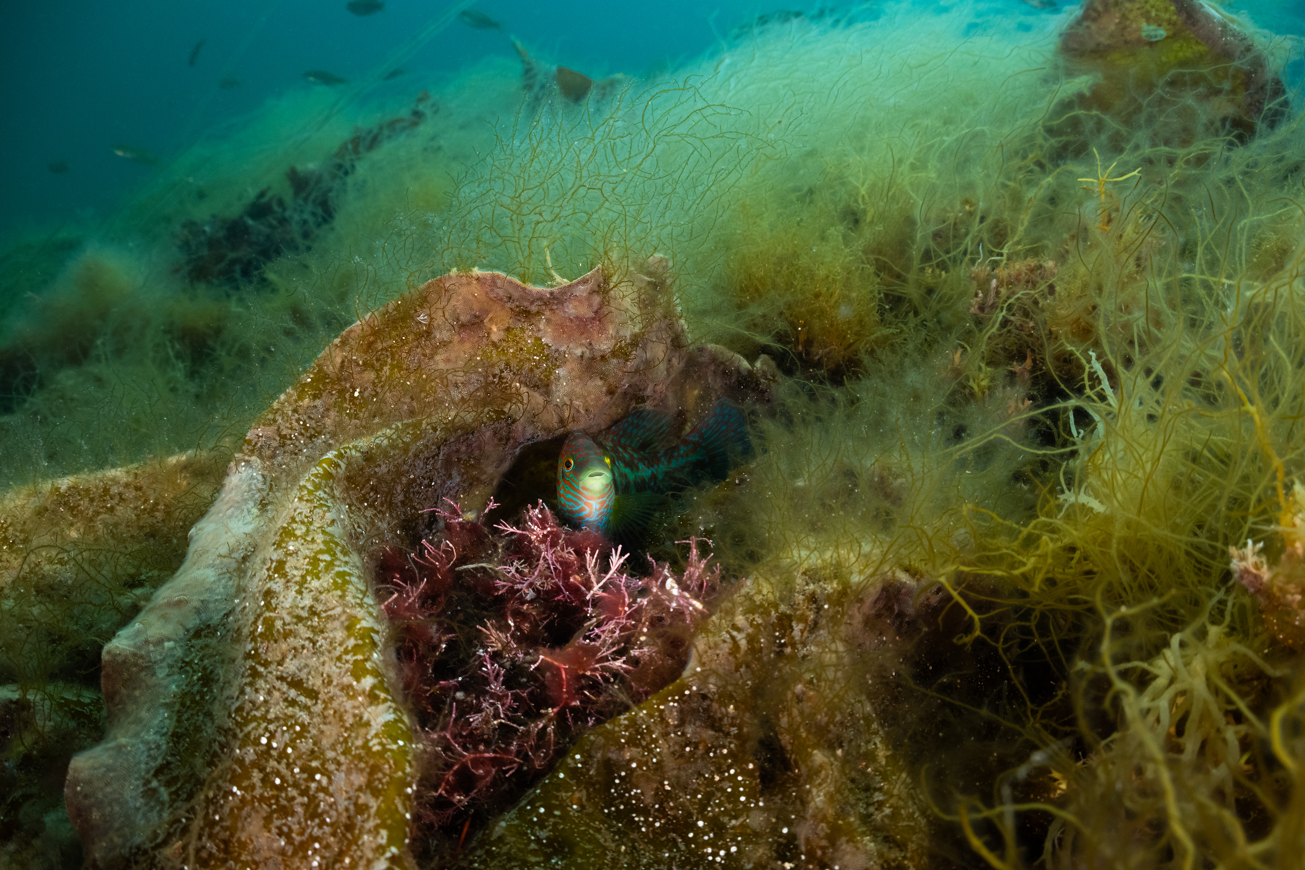 A colourful fish hiding amongst coral, taken from the documentary De Wilde Noordzee (North Sea: Nature Untamed)